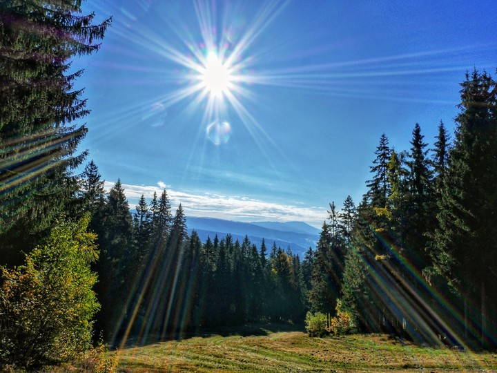 Morning in the Forest (Šumava, Czech Republic)