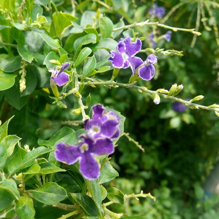 violet