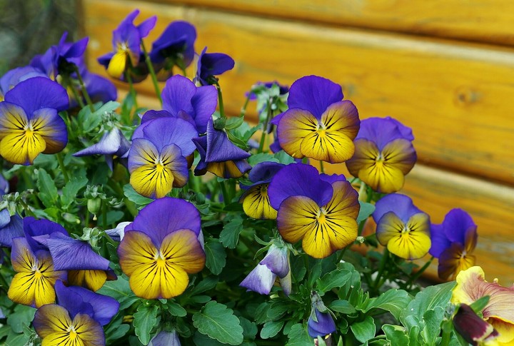 Spring flowers