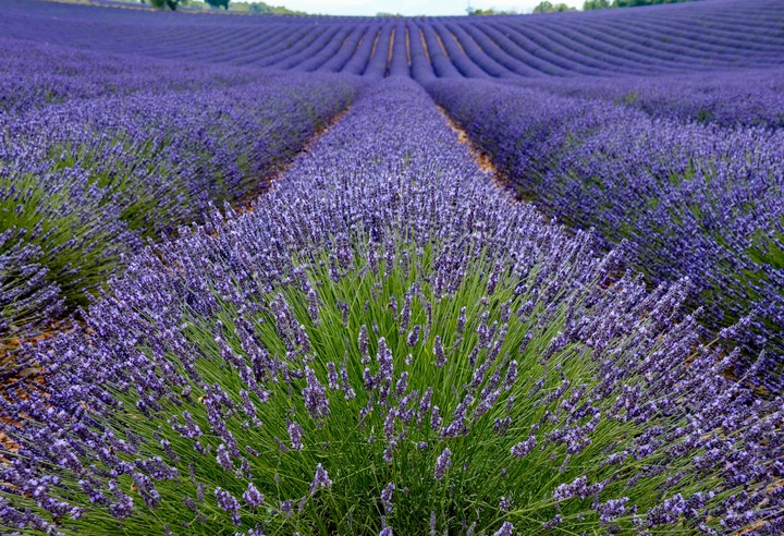 lavender infinity