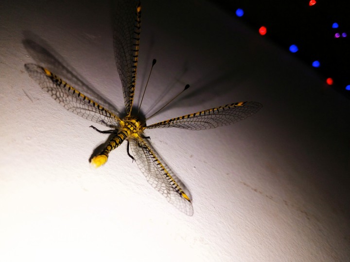 dragon fly