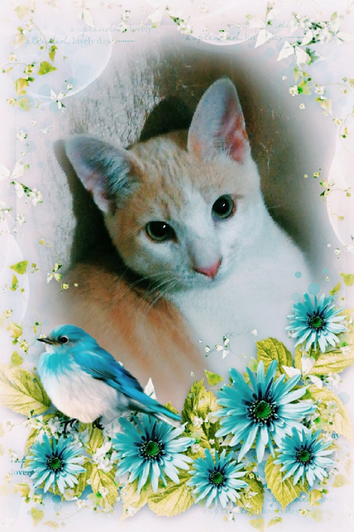 sweet love