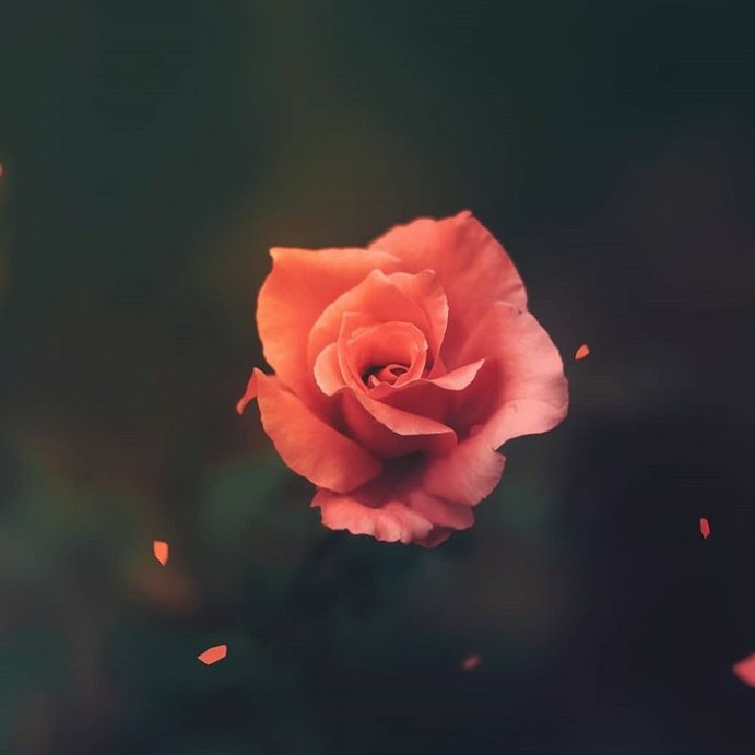 rose