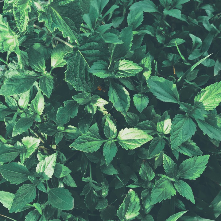 weed