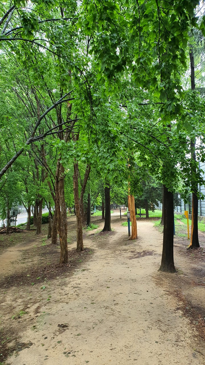 흐린 아침(cloudy morning)