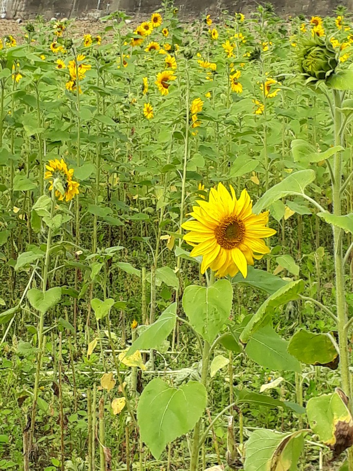 sunflower 向日葵
