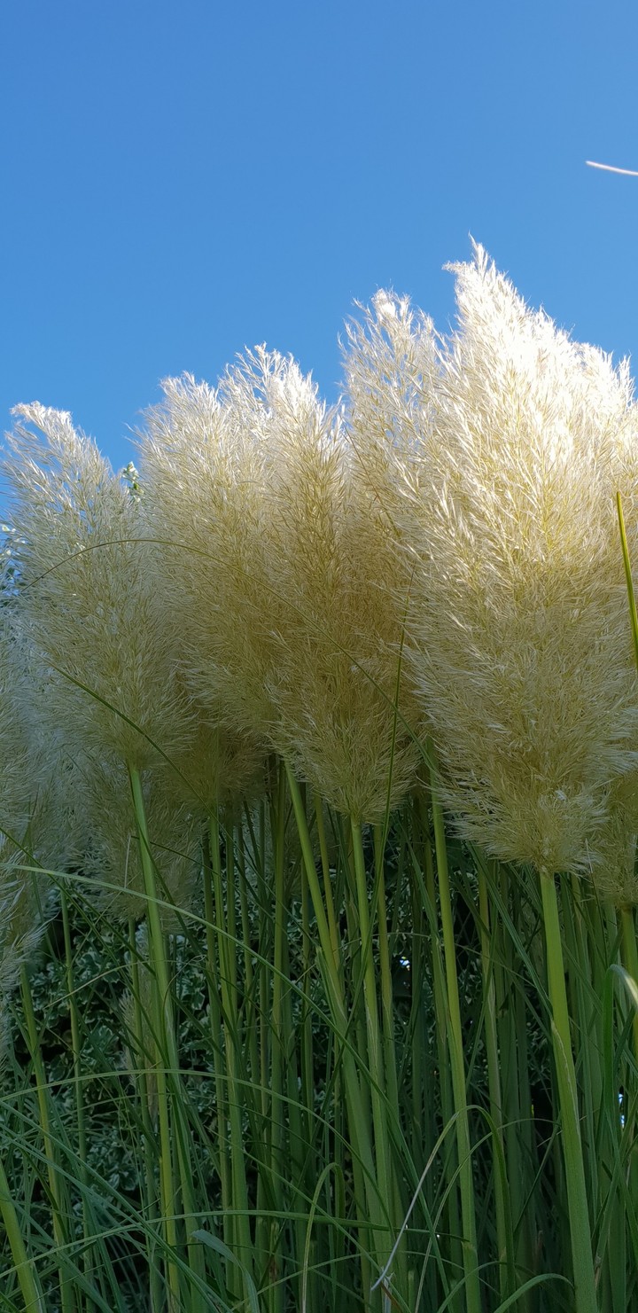 Garden plant