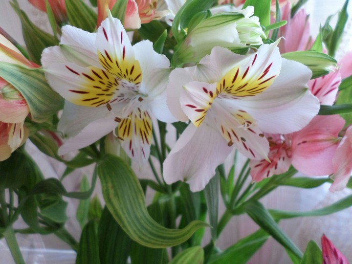 flower