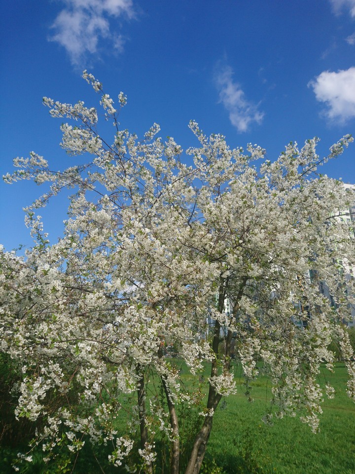Spring