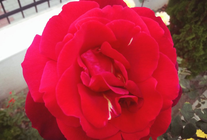 red rose