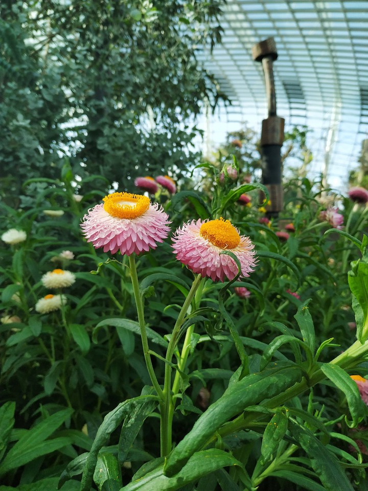 Flowers!