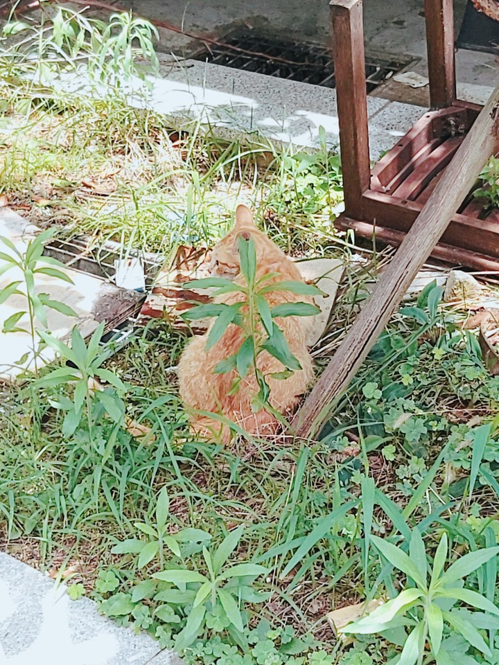 Cat 고양이
