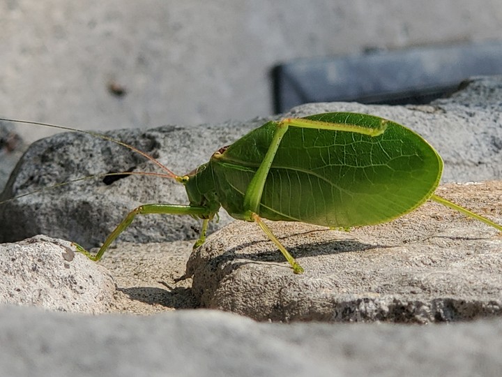 Bug