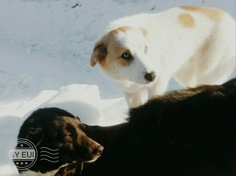 Carnivore, canidae achtergronden