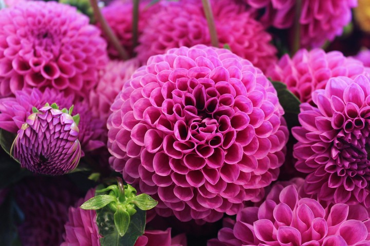pinky flowers
