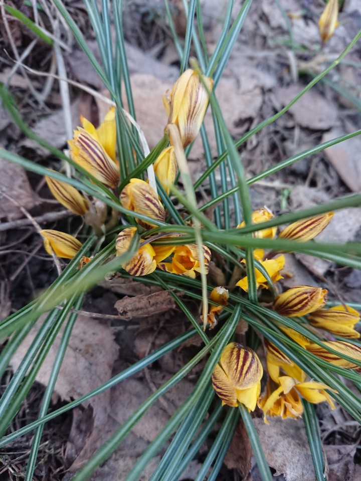 Crocus