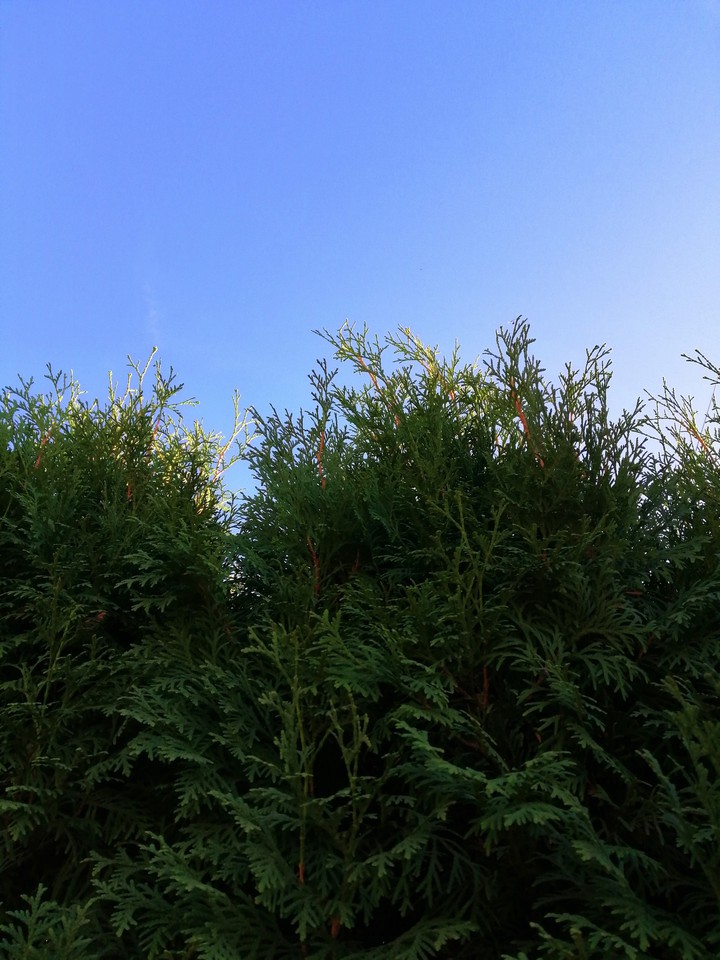 nature