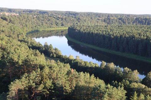 forest