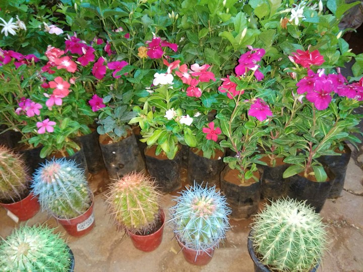 plants