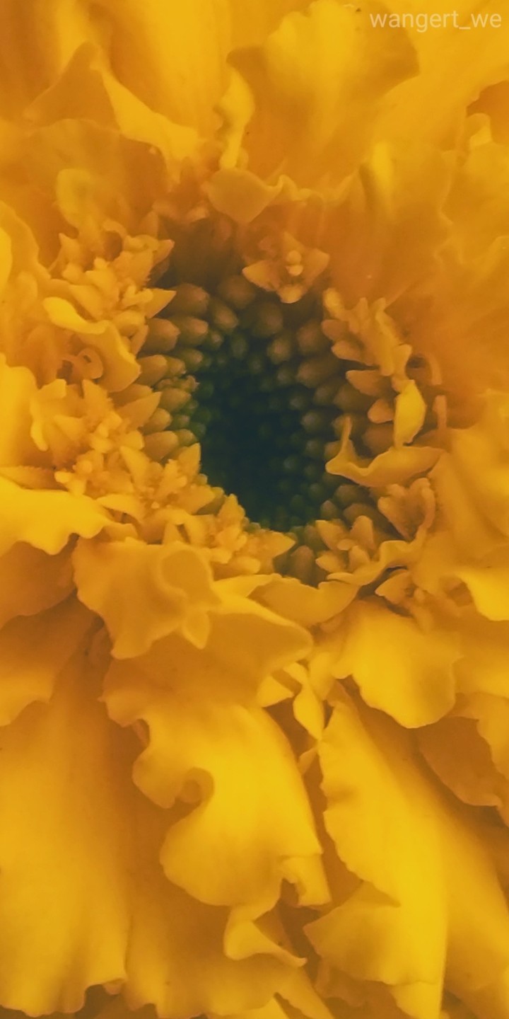 The Depths of flower