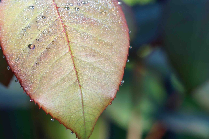 leaf