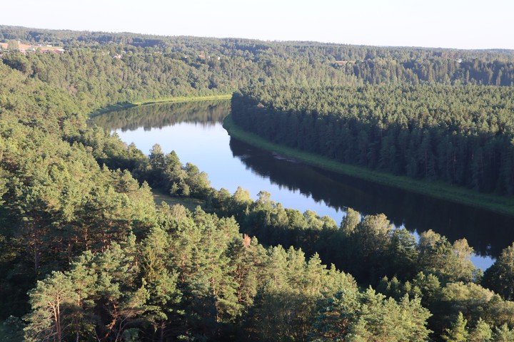 forest