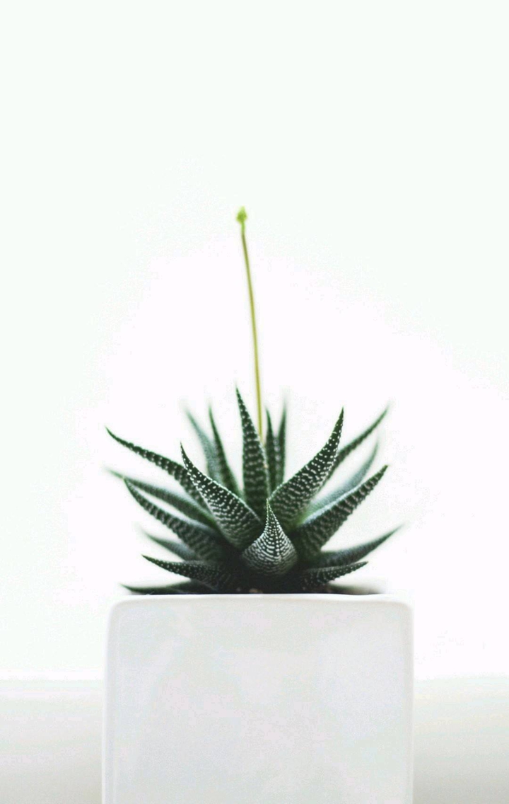 aloe