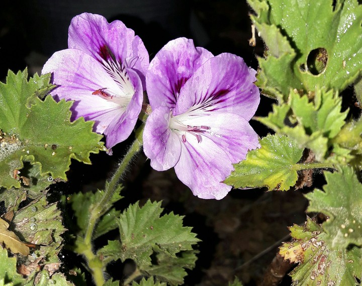 violet...