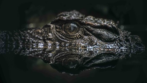 reptile, Close-up वॉलपेपर