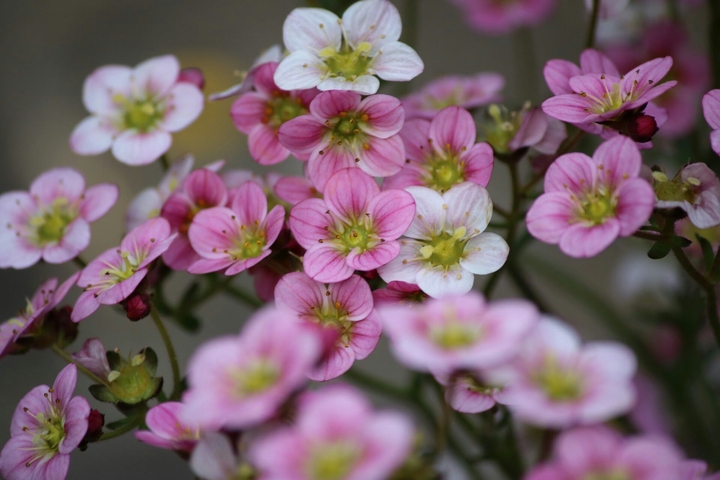 pinkflower