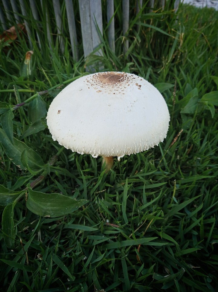 Mushroom