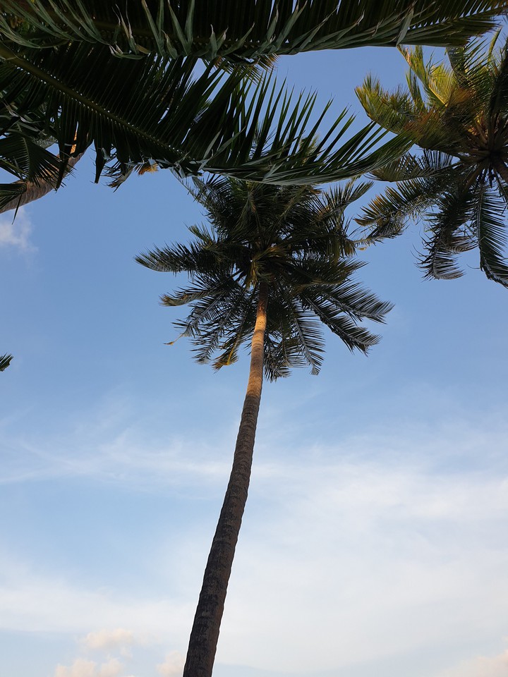 palm tree 01