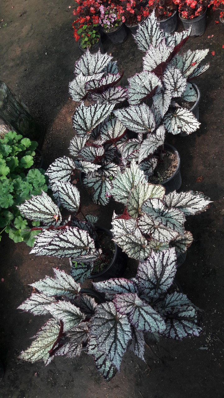 special plant