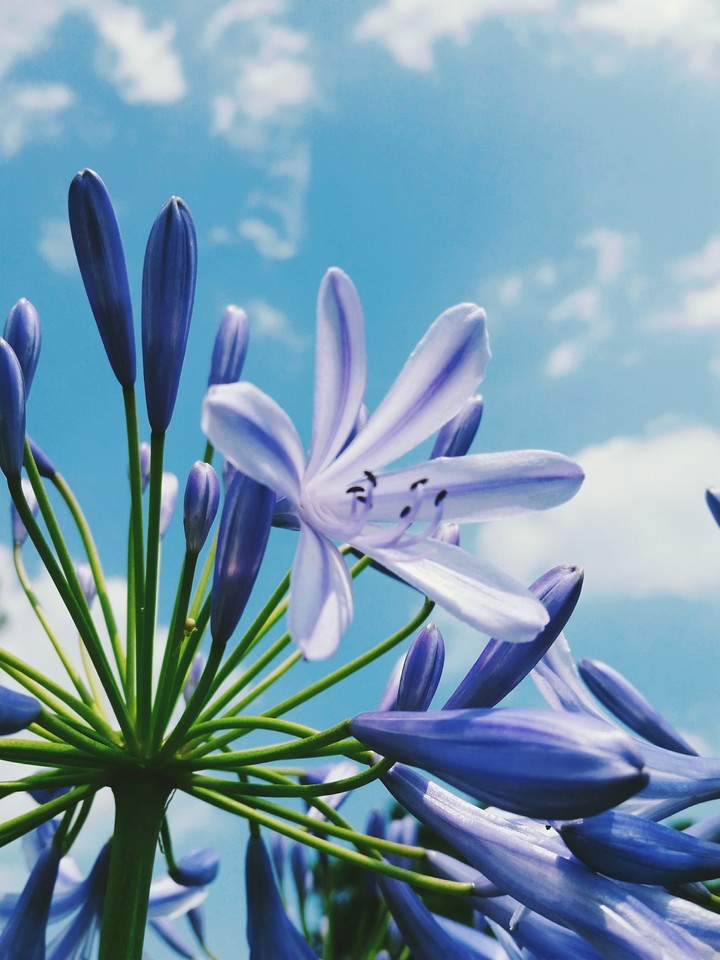 flower*