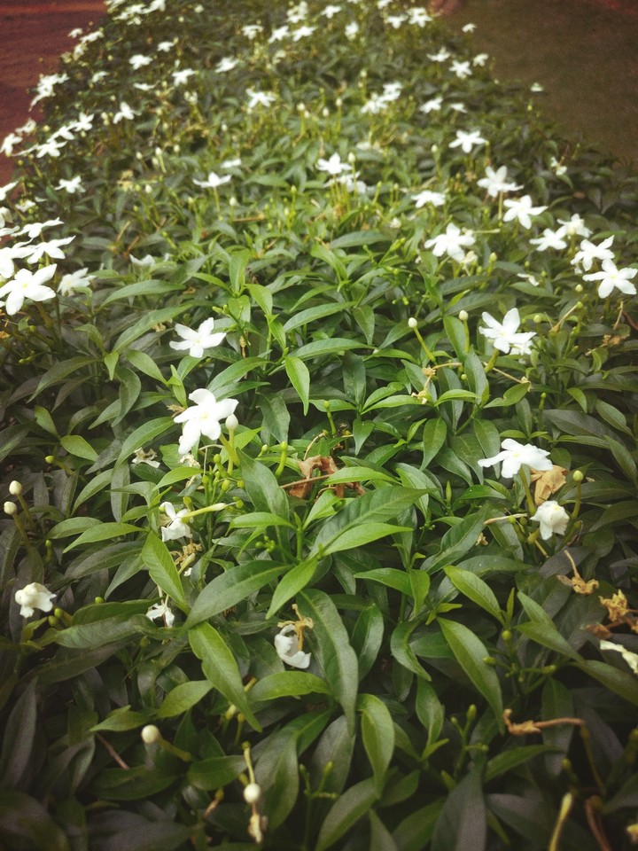 flowers