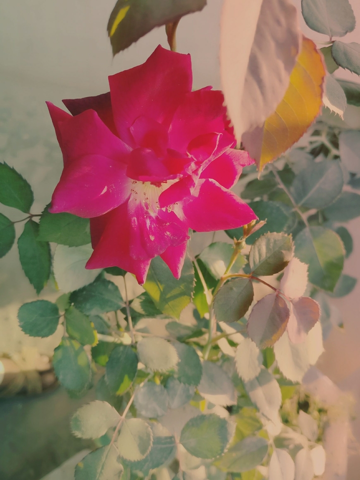 Rose