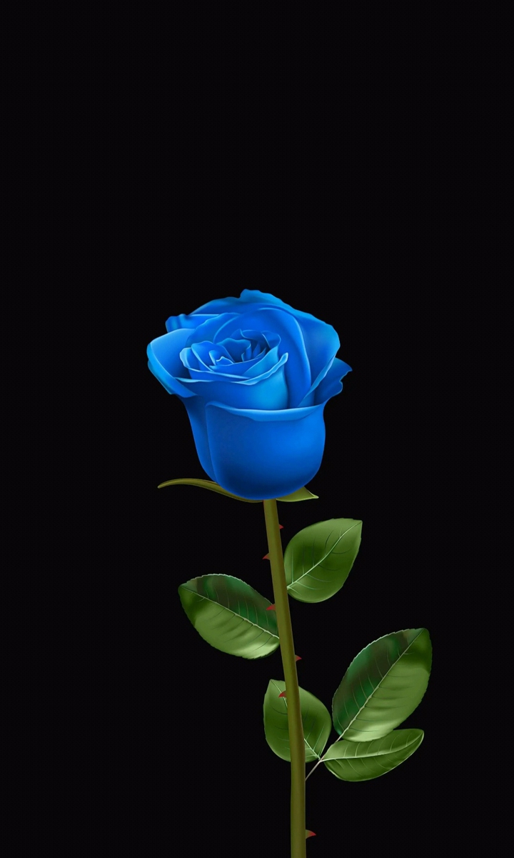 Blue Rose