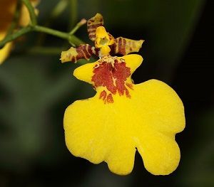 #yellow orchid