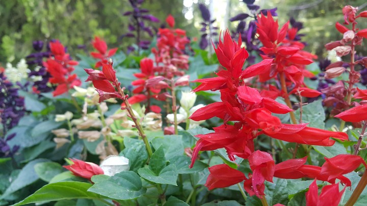 flawer