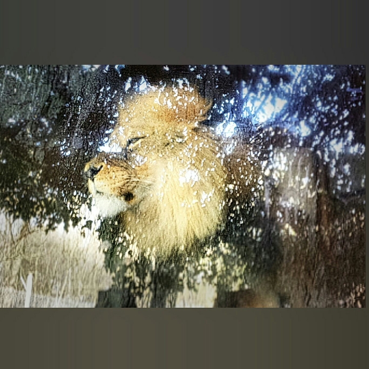 King of the jungle
