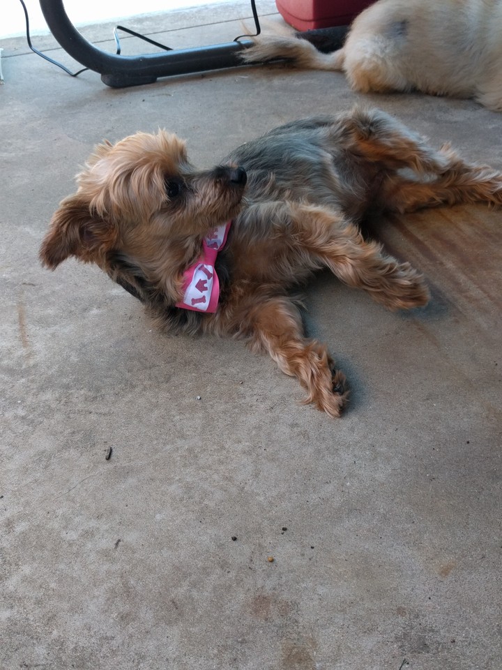 Terrier bows