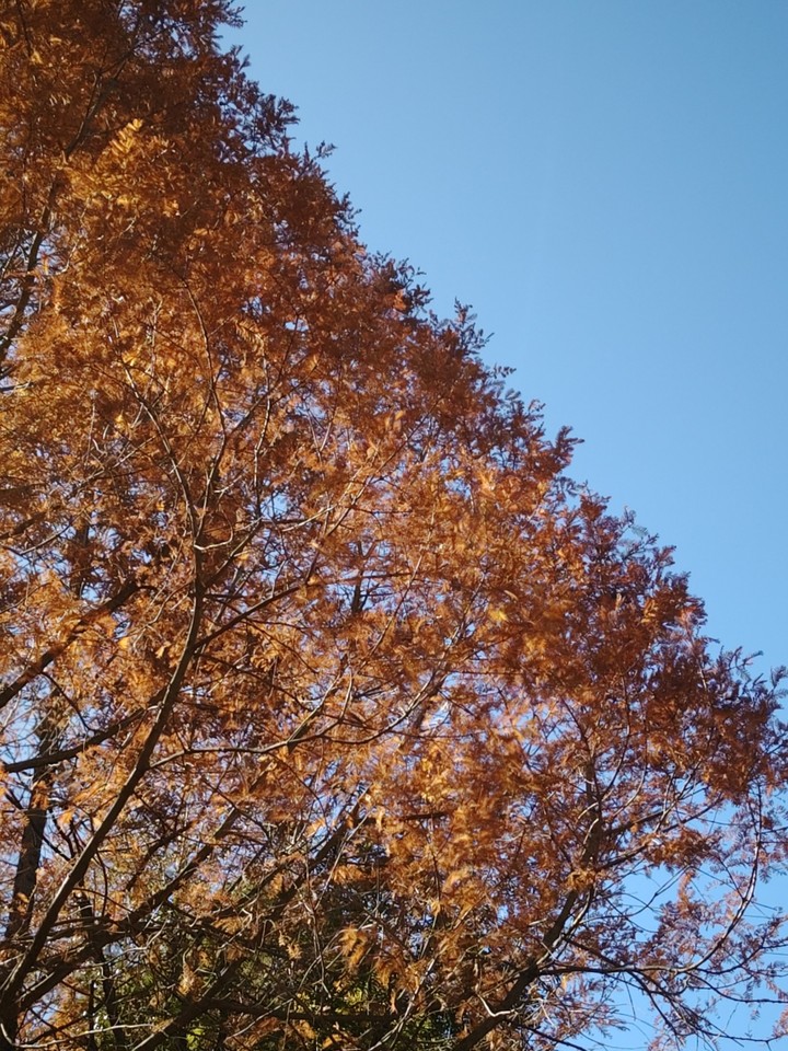 冬季公园里的水杉，昆明