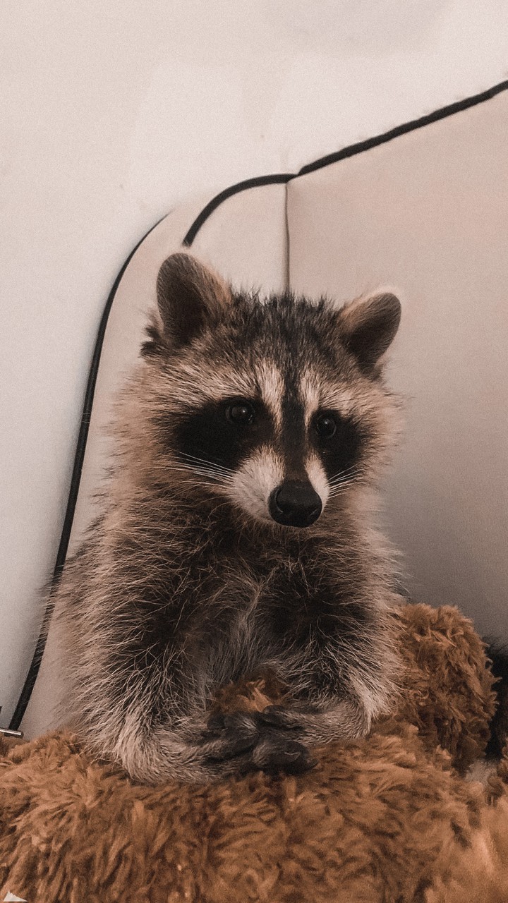 Raccoon