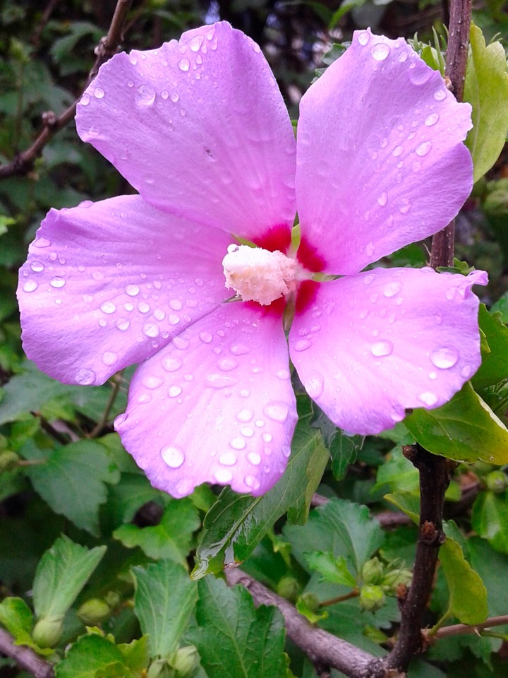 flower
