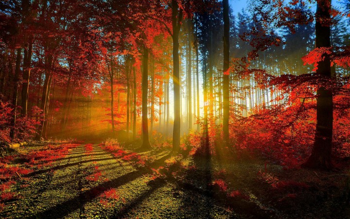 Forest...