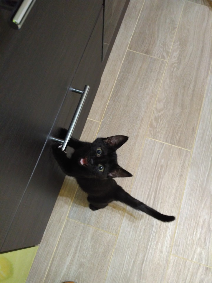 black kitty