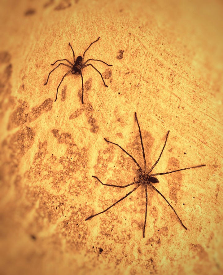 Spider