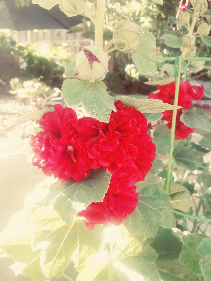 bloom