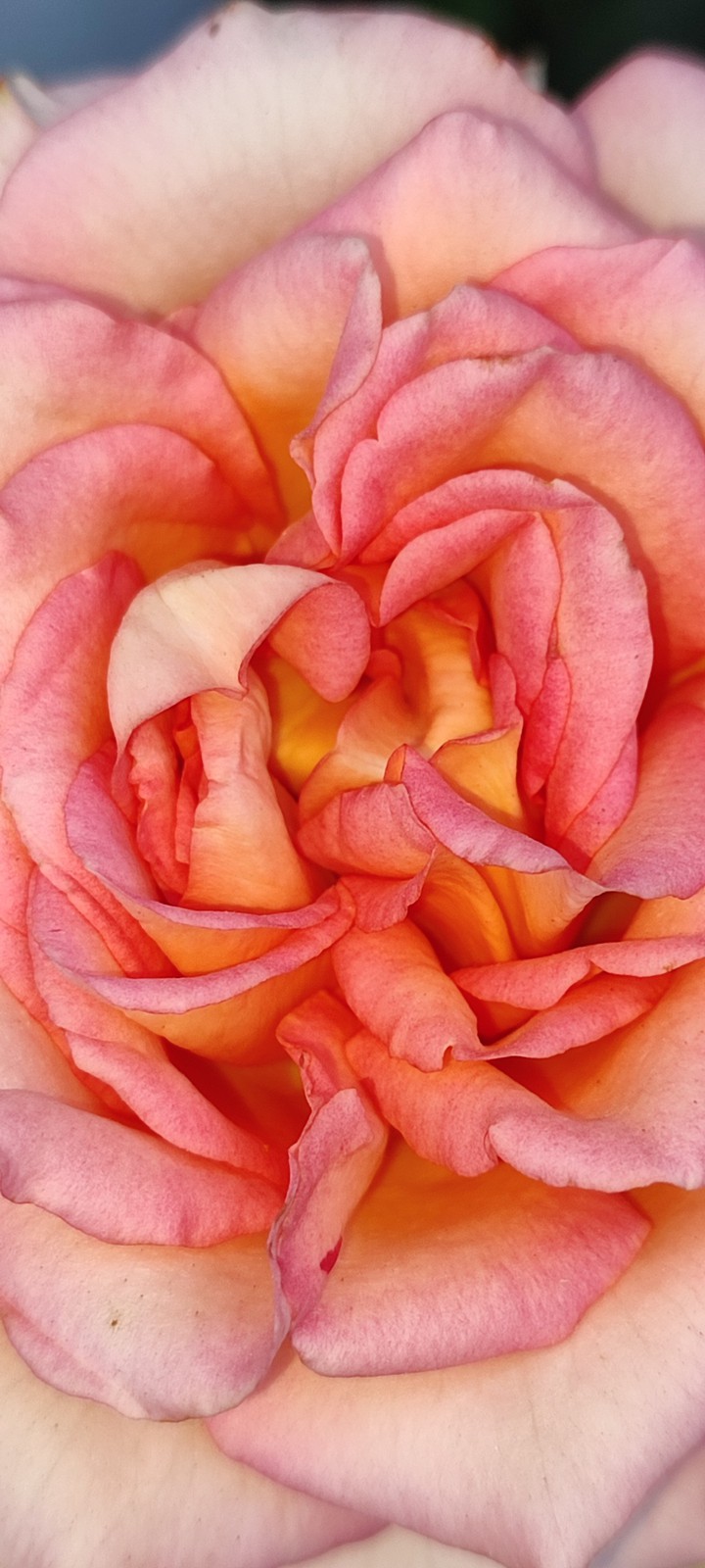 Pink rose