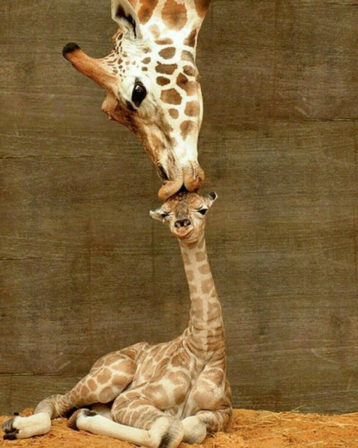 momy kiss